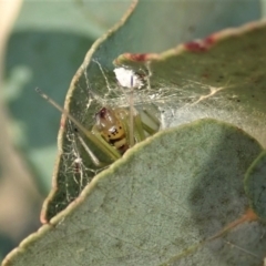 Deliochus pulcher at Cook, ACT - 22 Jan 2021 07:41 AM