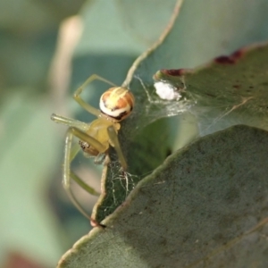 Deliochus pulcher at Cook, ACT - 22 Jan 2021 07:41 AM