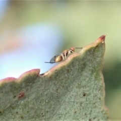 Megastigmus sp. (genus) at Cook, ACT - 22 Jan 2021