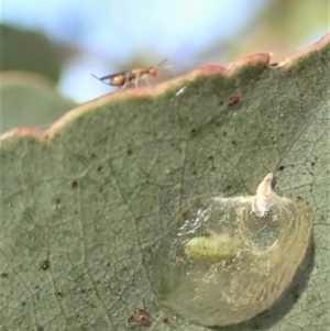 Megastigmus sp. (genus) at Cook, ACT - 22 Jan 2021