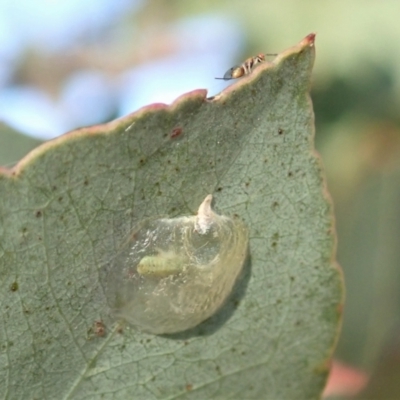 Psyllidae sp. (family) (Unidentified psyllid or lerp insect) at Mount Painter - 21 Jan 2021 by CathB