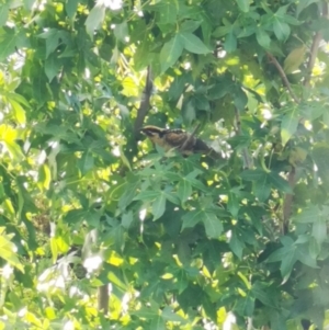 Eudynamys orientalis at Wanniassa, ACT - 22 Jan 2021