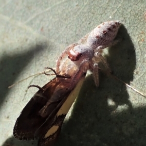Opisthoncus sexmaculatus at Cook, ACT - 22 Jan 2021
