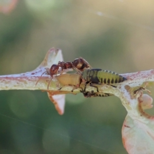 Papyrius nitidus at Cook, ACT - suppressed