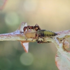 Papyrius nitidus at Cook, ACT - suppressed