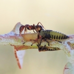 Eurymelinae (subfamily) (Unidentified eurymeline leafhopper) at Mount Painter - 21 Jan 2021 by CathB
