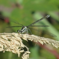 Austroargiolestes icteromelas (Common Flatwing) at Paddys River, ACT - 21 Jan 2021 by Christine