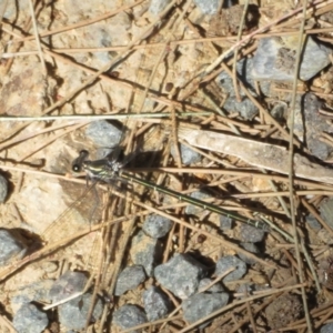 Austroargiolestes icteromelas at Paddys River, ACT - 22 Jan 2021