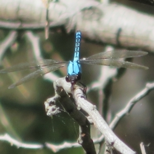 Diphlebia nymphoides at Paddys River, ACT - 22 Jan 2021