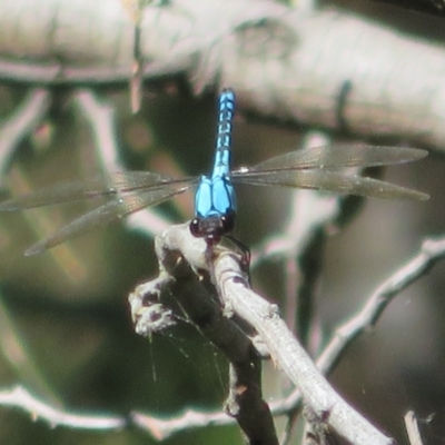 Diphlebia nymphoides (Arrowhead Rockmaster) at Paddys River, ACT - 22 Jan 2021 by Christine