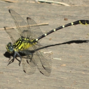 Hemigomphus gouldii at Paddys River, ACT - 22 Jan 2021