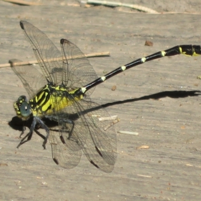 Hemigomphus gouldii (Southern Vicetail) at Cotter Reserve - 21 Jan 2021 by Christine
