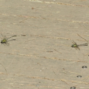 Hemigomphus gouldii at Paddys River, ACT - 22 Jan 2021