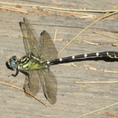 Hemigomphus gouldii at Paddys River, ACT - 22 Jan 2021 09:22 AM