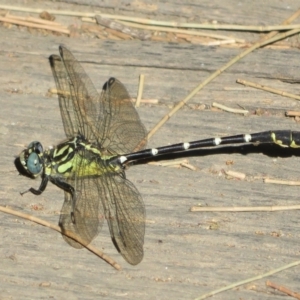 Hemigomphus gouldii at Paddys River, ACT - 22 Jan 2021