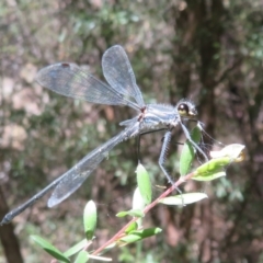 Austroargiolestes icteromelas (Common Flatwing) at Paddys River, ACT - 22 Jan 2021 by Christine