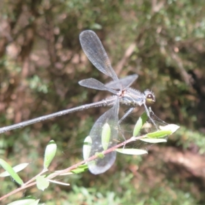 Austroargiolestes icteromelas at Paddys River, ACT - 22 Jan 2021