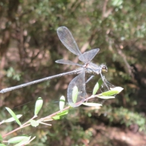 Austroargiolestes icteromelas at Paddys River, ACT - 22 Jan 2021