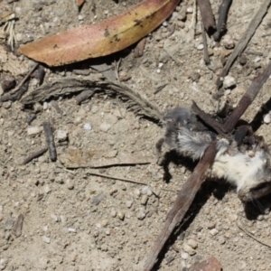 Acrobates pygmaeus at Tharwa, ACT - 14 Jan 2021 01:29 PM