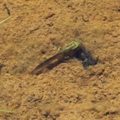 Litoria verreauxii verreauxii (Whistling Tree-frog) at Paddys River, ACT - 15 Jan 2021 by SuziBond