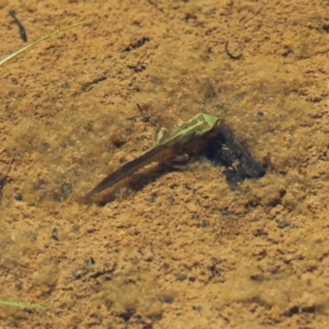 Litoria verreauxii verreauxii at Paddys River, ACT - 15 Jan 2021 02:12 PM