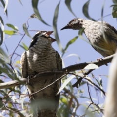 Eudynamys orientalis (Pacific Koel) at Kambah, ACT - 21 Jan 2021 by Alison Milton