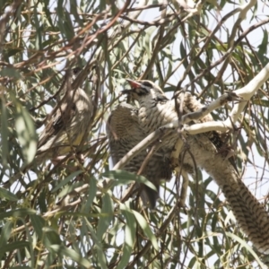 Eudynamys orientalis at Kambah, ACT - 21 Jan 2021 03:10 PM