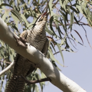 Eudynamys orientalis at Kambah, ACT - 21 Jan 2021 03:10 PM