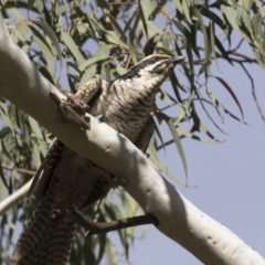 Eudynamys orientalis at Kambah, ACT - 21 Jan 2021 03:10 PM