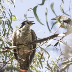 Eudynamys orientalis at Kambah, ACT - 21 Jan 2021 03:10 PM