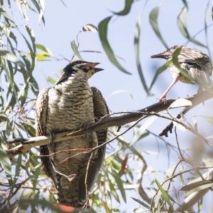 Eudynamys orientalis at Kambah, ACT - 21 Jan 2021 03:10 PM