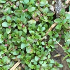 Elatine gratioloides (Waterwort) at Holt, ACT - 20 Jan 2021 by JaneR