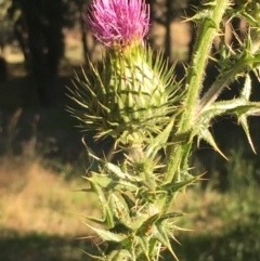 Cirsium vulgare (Spear Thistle) at National Arboretum Forests - 16 Jan 2021 by JaneR