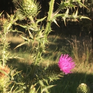 Cirsium vulgare at Molonglo Valley, ACT - 16 Jan 2021 06:51 PM