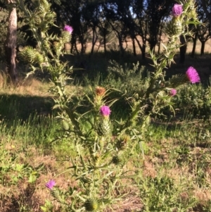 Cirsium vulgare at Molonglo Valley, ACT - 16 Jan 2021