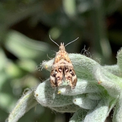 Tebenna micalis (Small Thistle Moth) at Murrumbateman, NSW - 20 Jan 2021 by SimoneC
