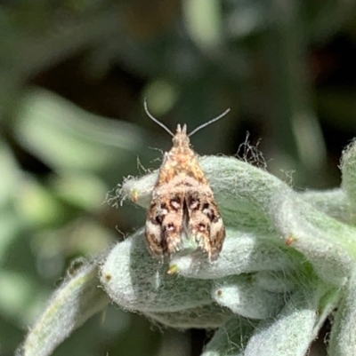 Tebenna micalis (Small Thistle Moth) at Murrumbateman, NSW - 21 Jan 2021 by SimoneC