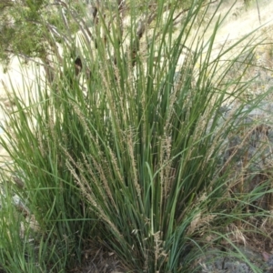 Lomandra longifolia at Jones Creek, NSW - 17 Dec 2010 03:03 PM