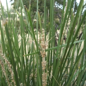 Lomandra longifolia at Jones Creek, NSW - 17 Dec 2010