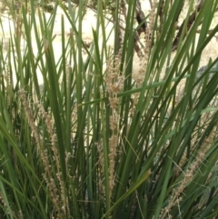 Lomandra longifolia at Jones Creek, NSW - 17 Dec 2010