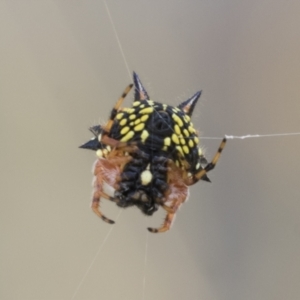 Austracantha minax at Kambah, ACT - 21 Jan 2021