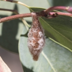 Austracantha minax (Christmas Spider, Jewel Spider) at Greenway, ACT - 21 Jan 2021 by AlisonMilton