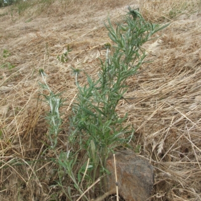 Euchiton sphaericus (star cudweed) at Jones Creek, NSW - 17 Dec 2010 by abread111