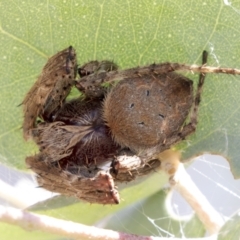 Araneinae (subfamily) (Orb weaver) at Greenway, ACT - 20 Jan 2021 by AlisonMilton