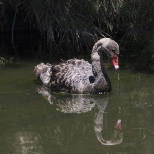 Cygnus atratus at Tuggeranong DC, ACT - 21 Jan 2021