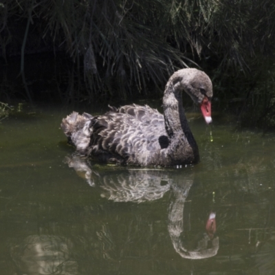 Cygnus atratus (Black Swan) at Tuggeranong DC, ACT - 21 Jan 2021 by AlisonMilton