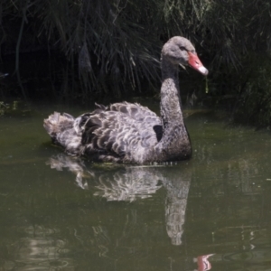 Cygnus atratus at Tuggeranong DC, ACT - 21 Jan 2021