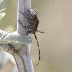 Ancita sp. (genus) (Longicorn or longhorn beetle) at Urambi Hills - 21 Jan 2021 by AlisonMilton