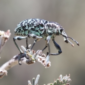 Chrysolopus spectabilis at Tuggeranong DC, ACT - 21 Jan 2021 11:29 AM