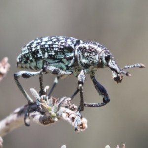 Chrysolopus spectabilis at Tuggeranong DC, ACT - 21 Jan 2021 11:29 AM